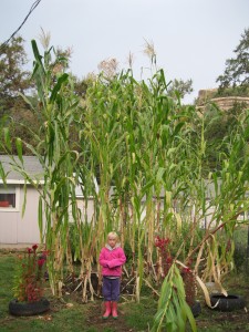 Garden 2011